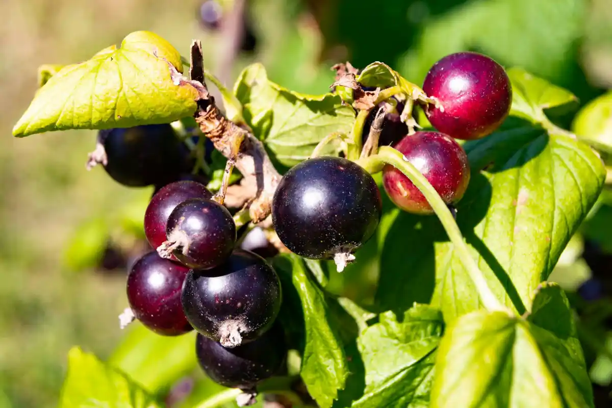 image of ceremony preparation for a buddhist temple