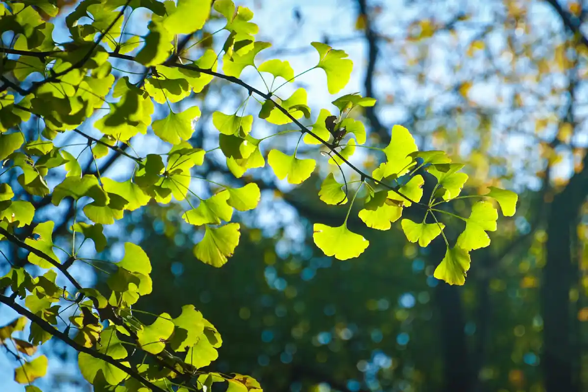 image of ceremony preparation for a buddhist temple
