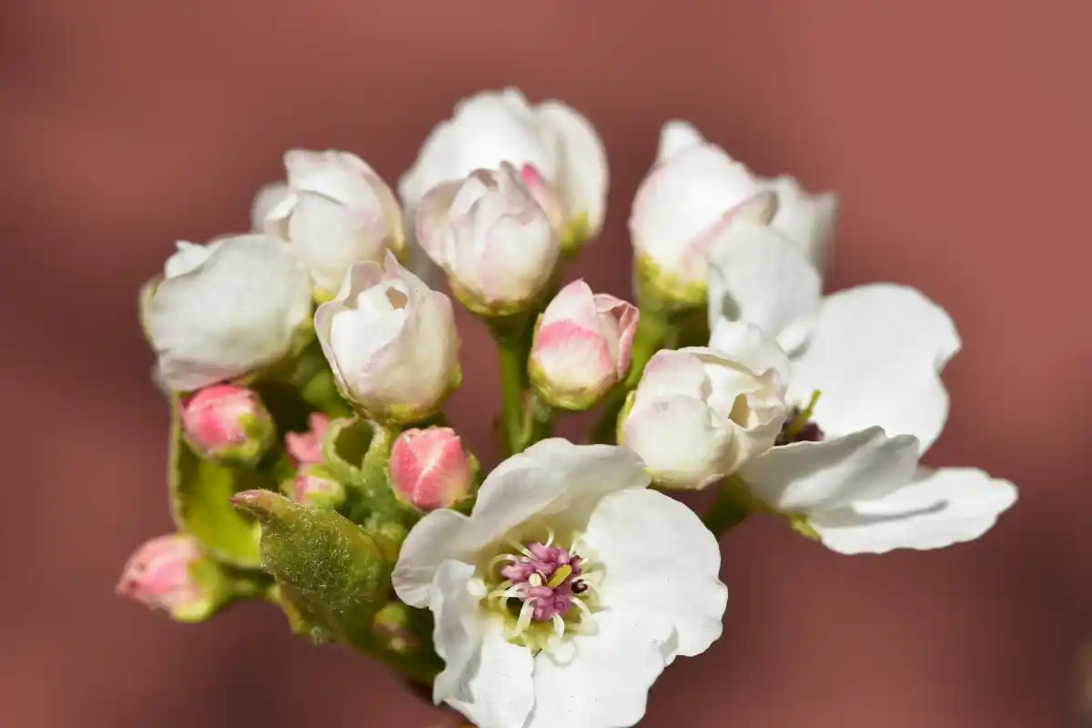 image of ceremony preparation for a buddhist temple