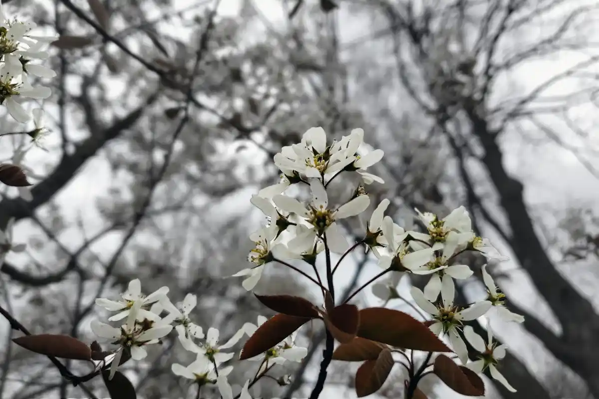 image of ceremony preparation for a buddhist temple