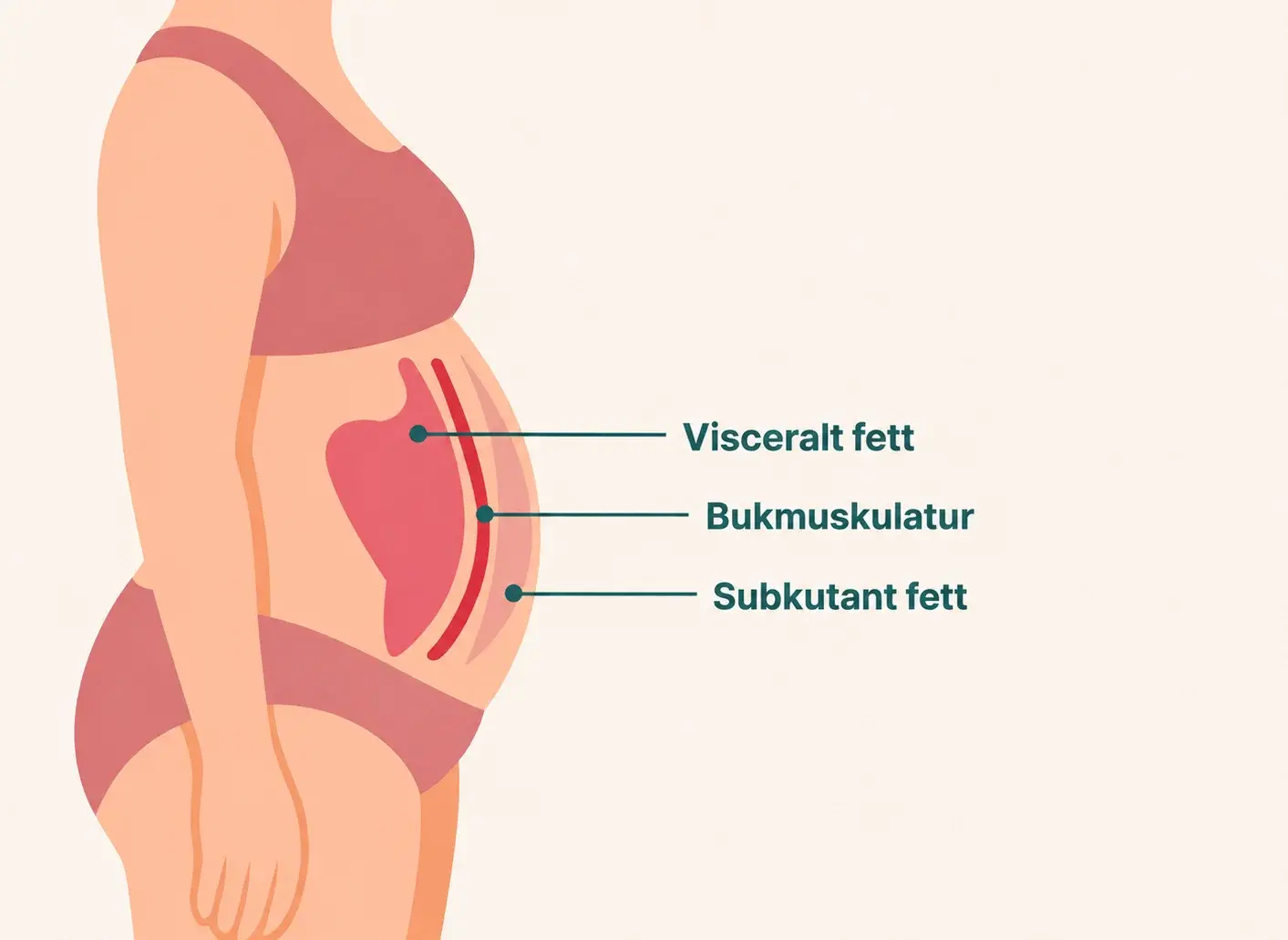 Illustration av en kvinnokropp i profil med visning av visceralt och subkutant fett samt bukmuskulatur – förklarar sambanden vid viktnedgång runt magen.