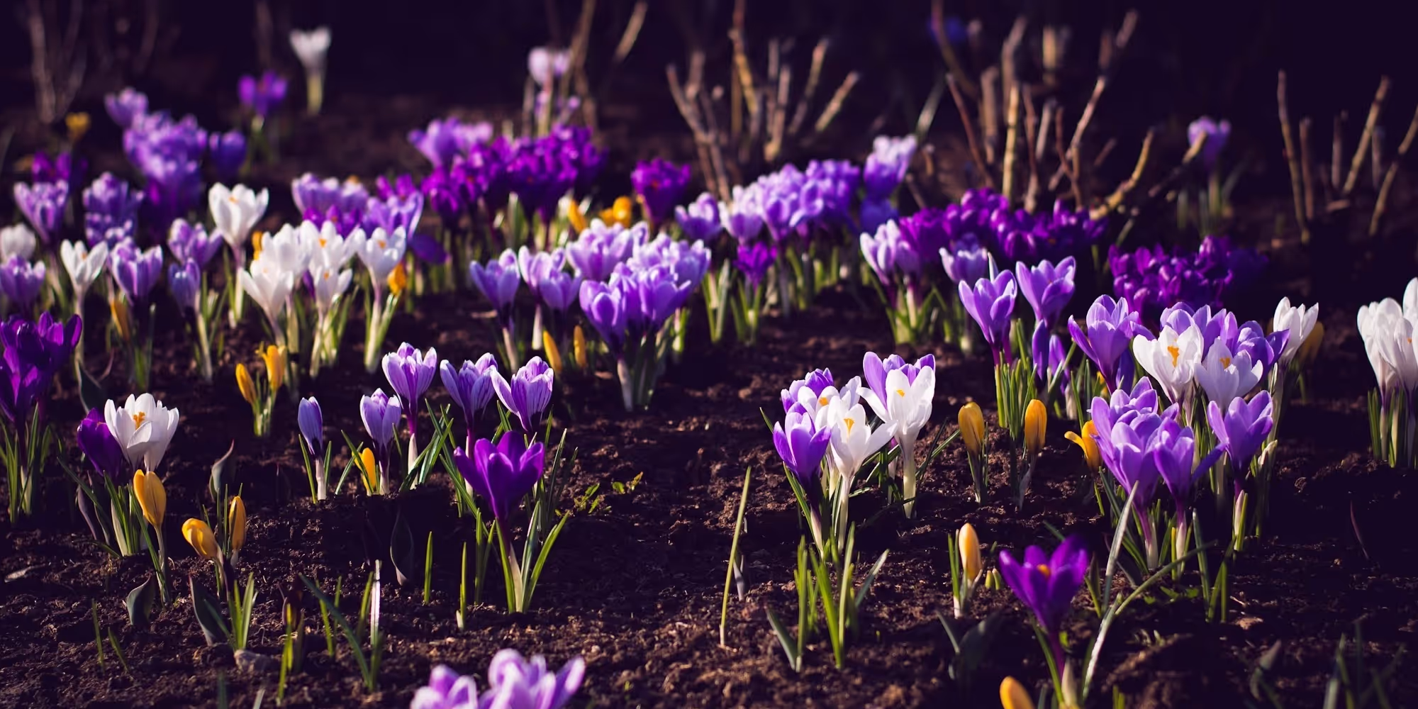 image of traditional burial casket
