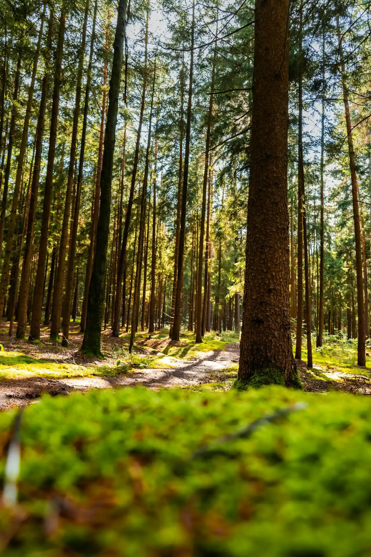 image of traditional burial casket