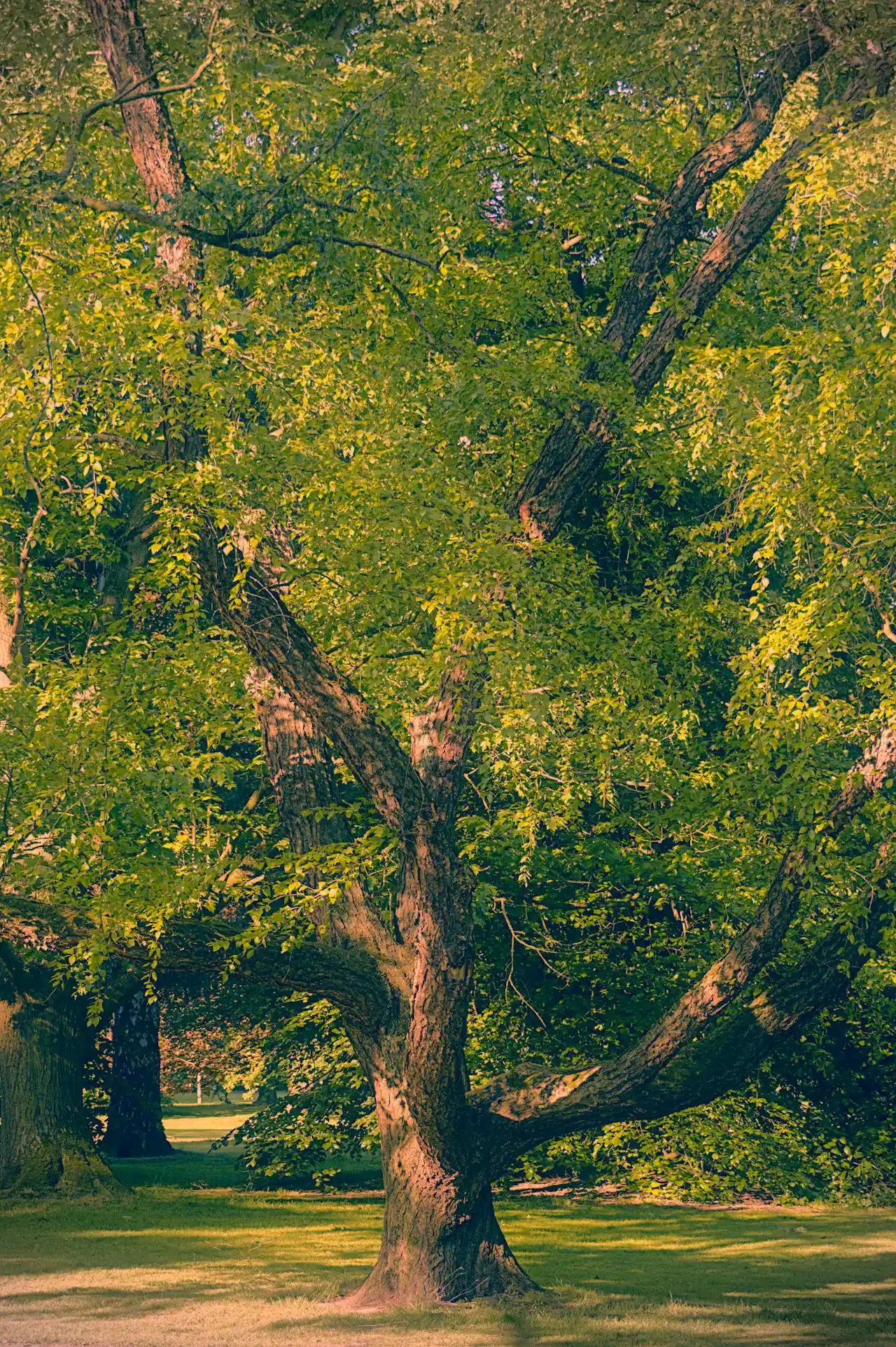 subject: image of cremation service