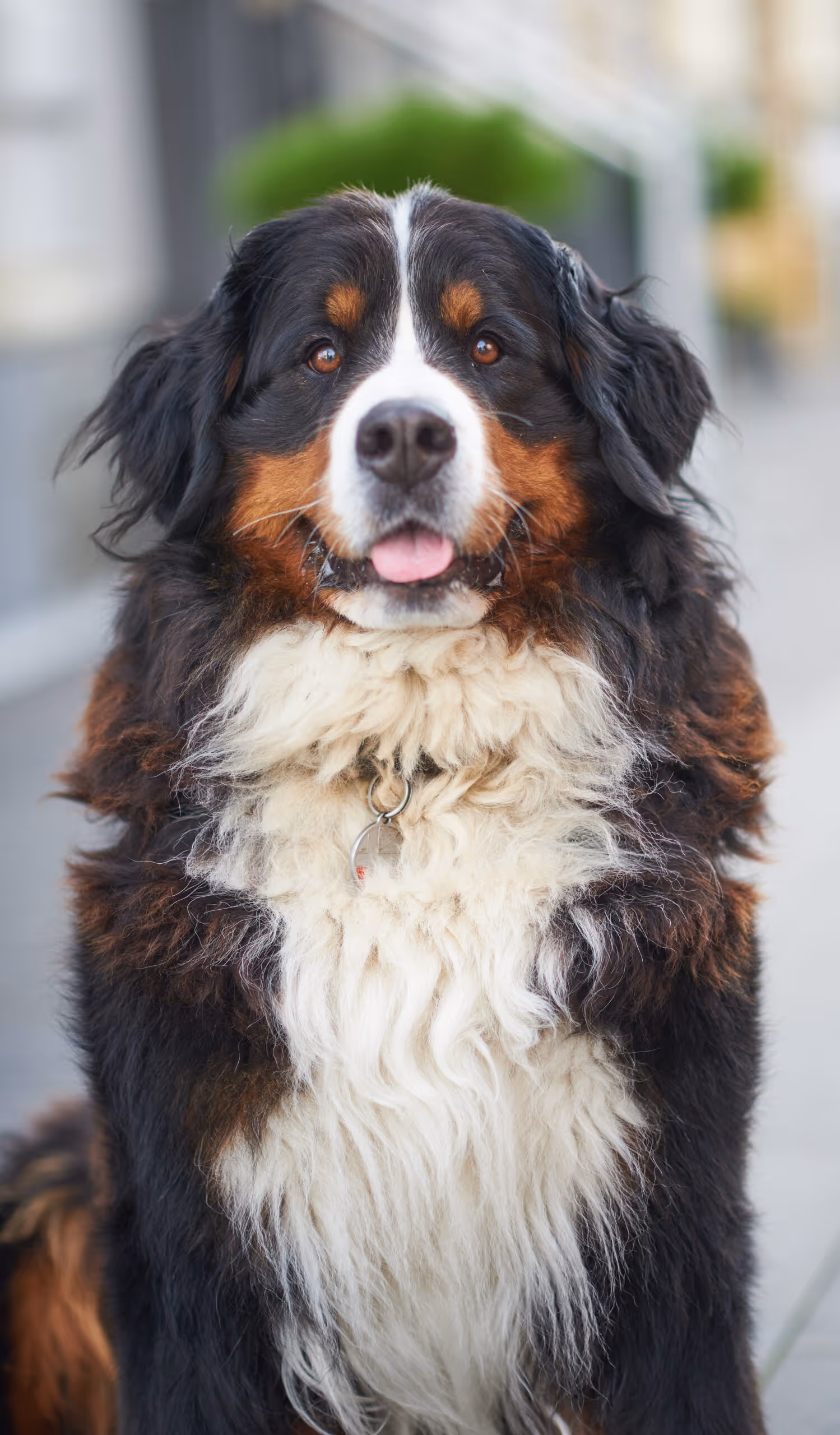 Bernese Mountain Dog with fluffy tricolor fur sitting outdoors, looking at the camera with tongue slightly out.