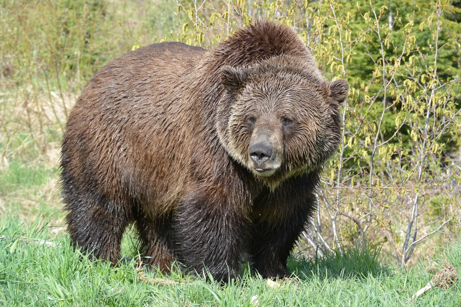 Grizzly bear at Kicking Horse refuge
