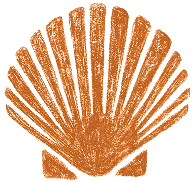 Coquillage color abricot avec texture détaillée et rayons symétriques.