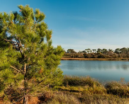 Pino verde en la orilla de un lago tranquilo con árboles y un cielo azul claro de fondo.