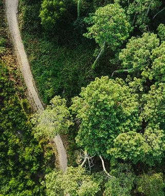 Vista aérea que muestra un camino estrecho que serpentea a través de un bosque denso y verde.