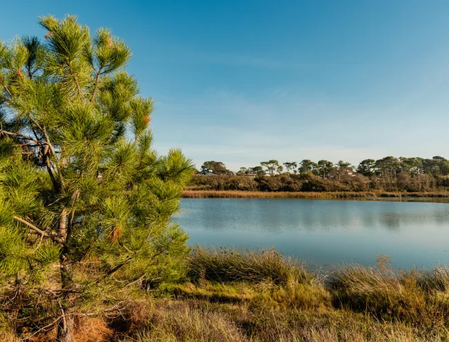 Paysage naturel à Anglet avec pin au premier plan, étang calme et arbres sous un ciel clair