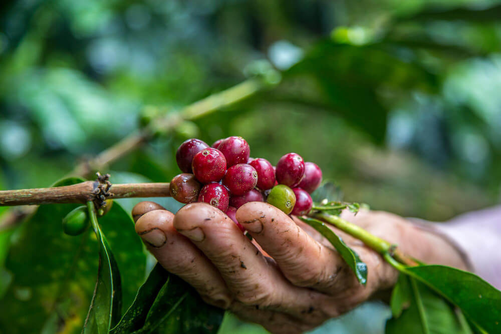 Hand picking fruits in a tree. Interu: Traceability Solutions