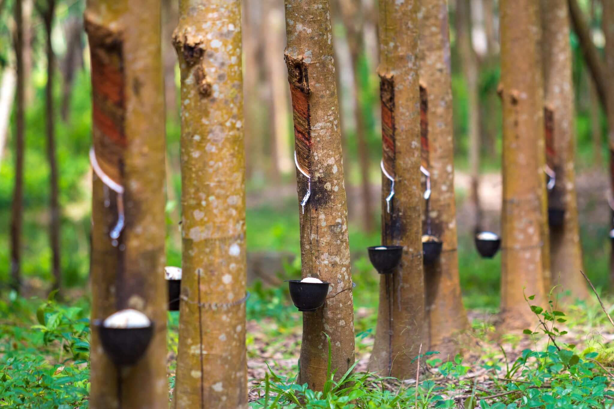 Rubber Tree. Interu: Supply Chain Traceability
