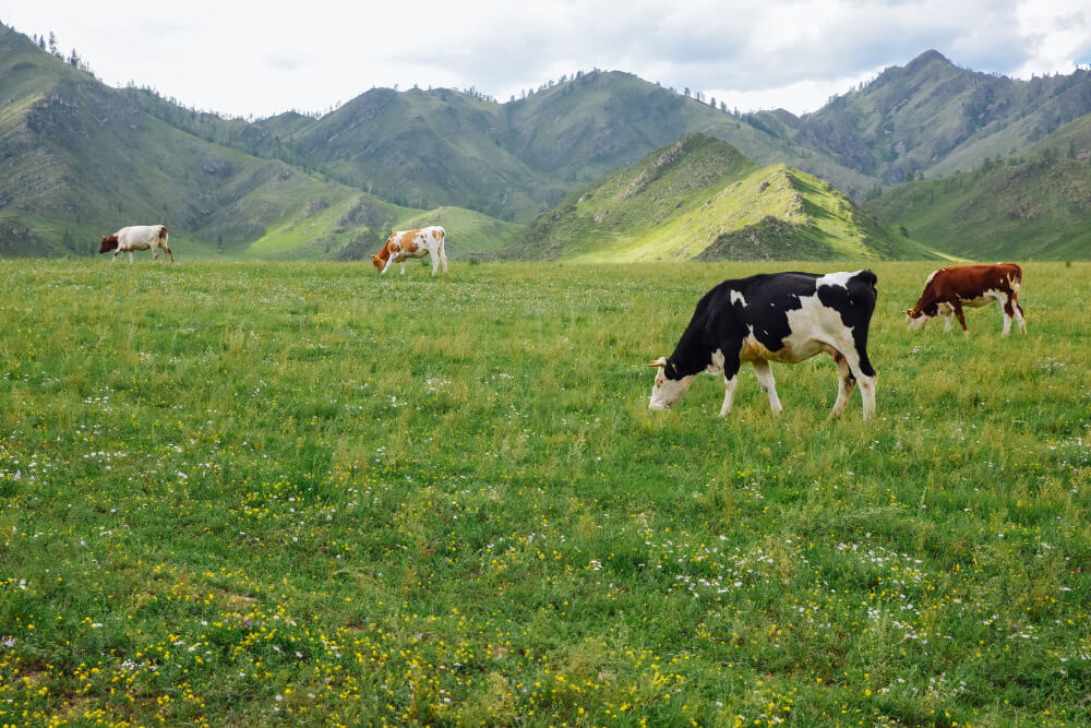 Organic Dairy Herd Grazes Meadows Mountains. Interu: Supply Chain Traceability
