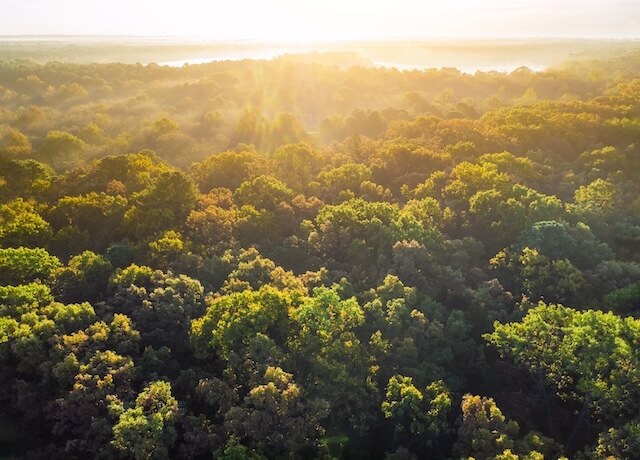 Deforestation Regulation