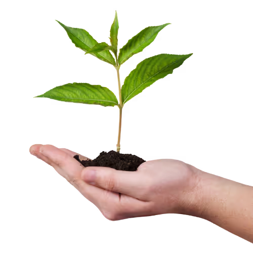 Hand holding plant.