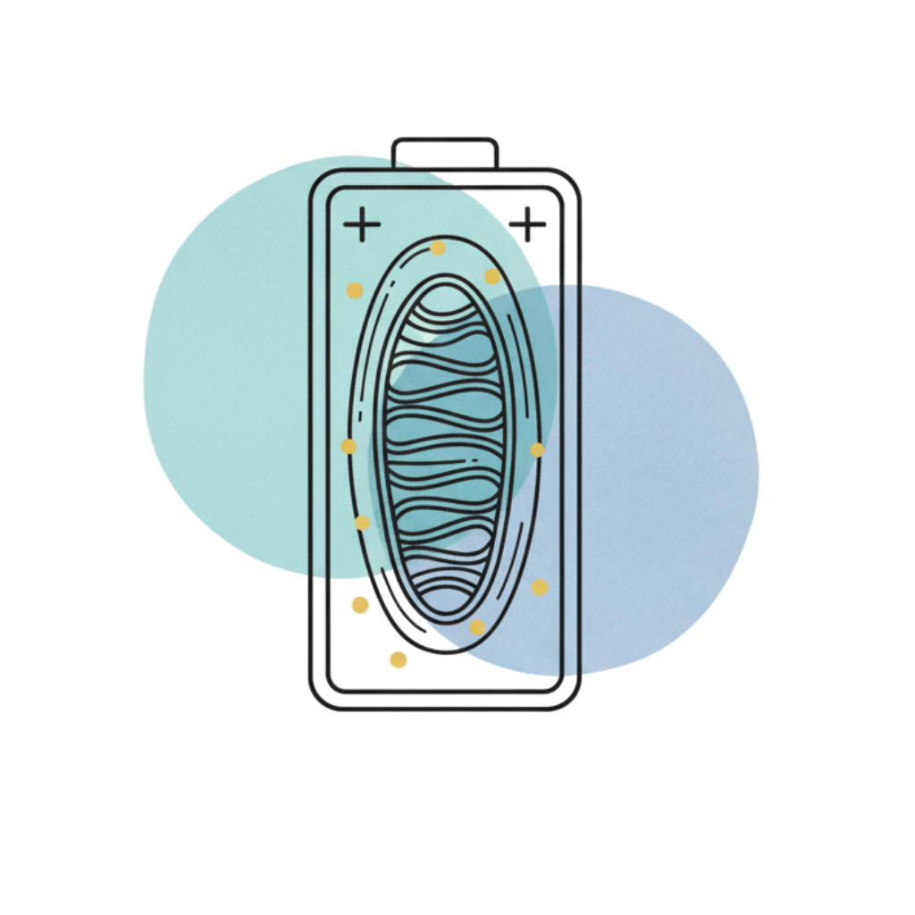 Illustration of a battery with a stylized mitochondrion inside, representing energy production.