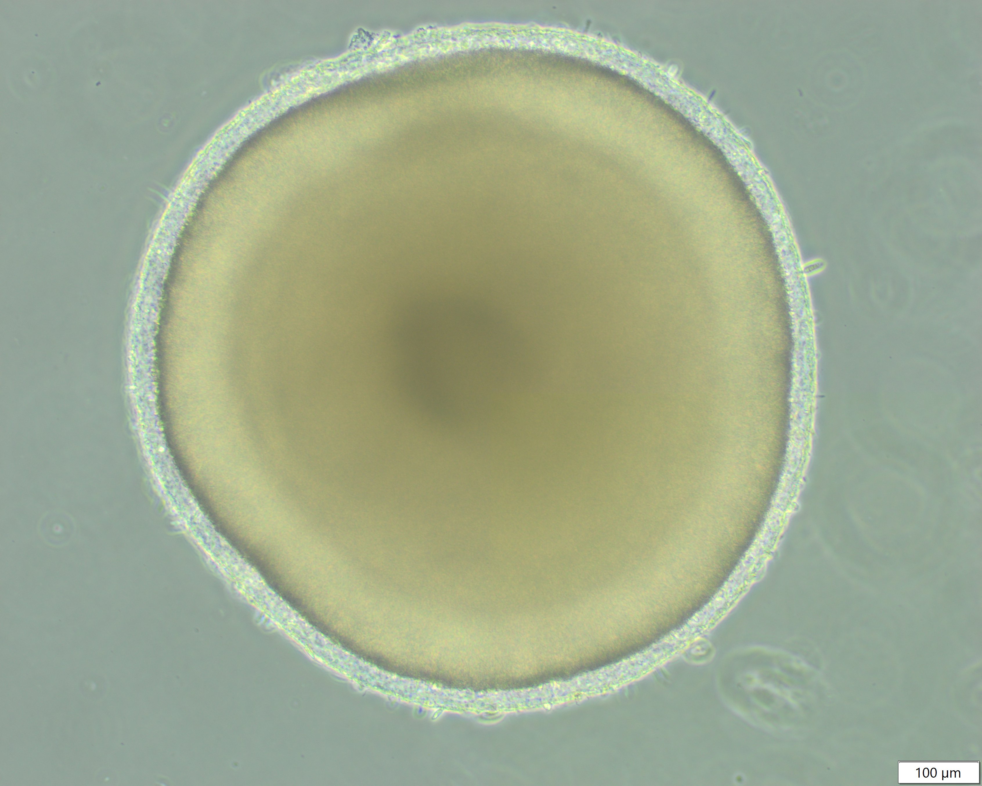 Brightfield, single organoid with brush border