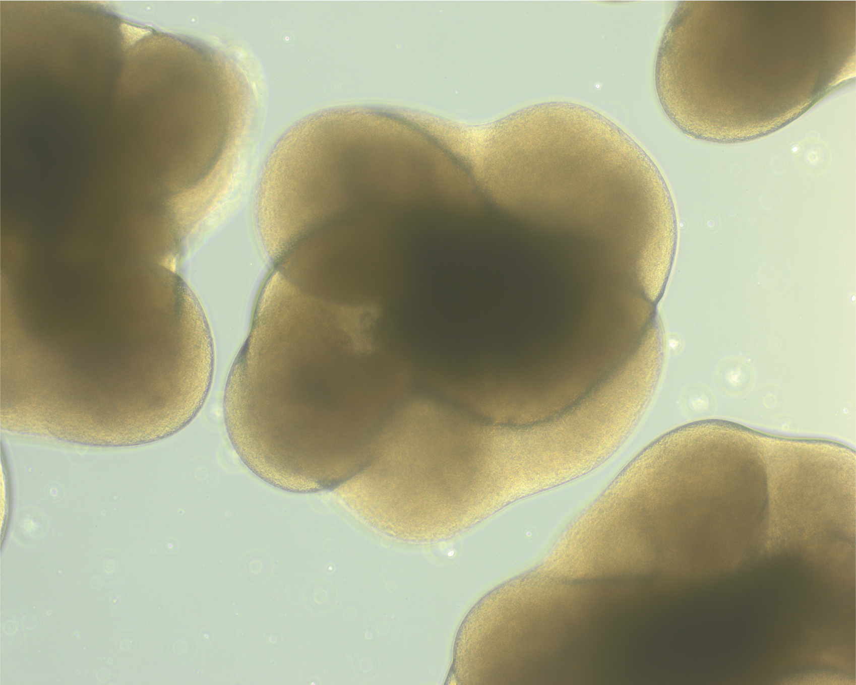 Spinal cord organoid, brightfield