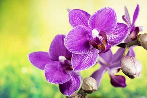 Madeira Orchid