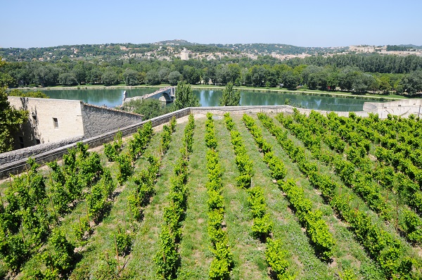 Avignon Vineyards
