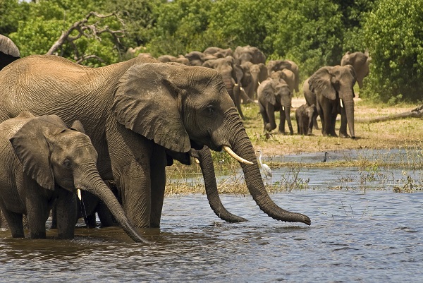 Chobe Elephants