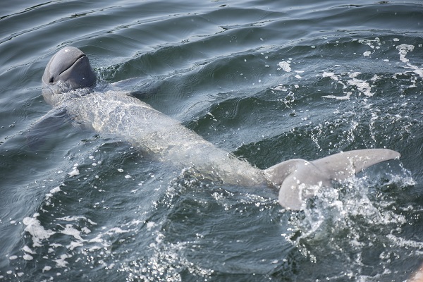 River Dolphin