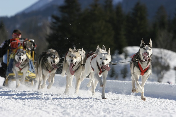 Dog Sledding