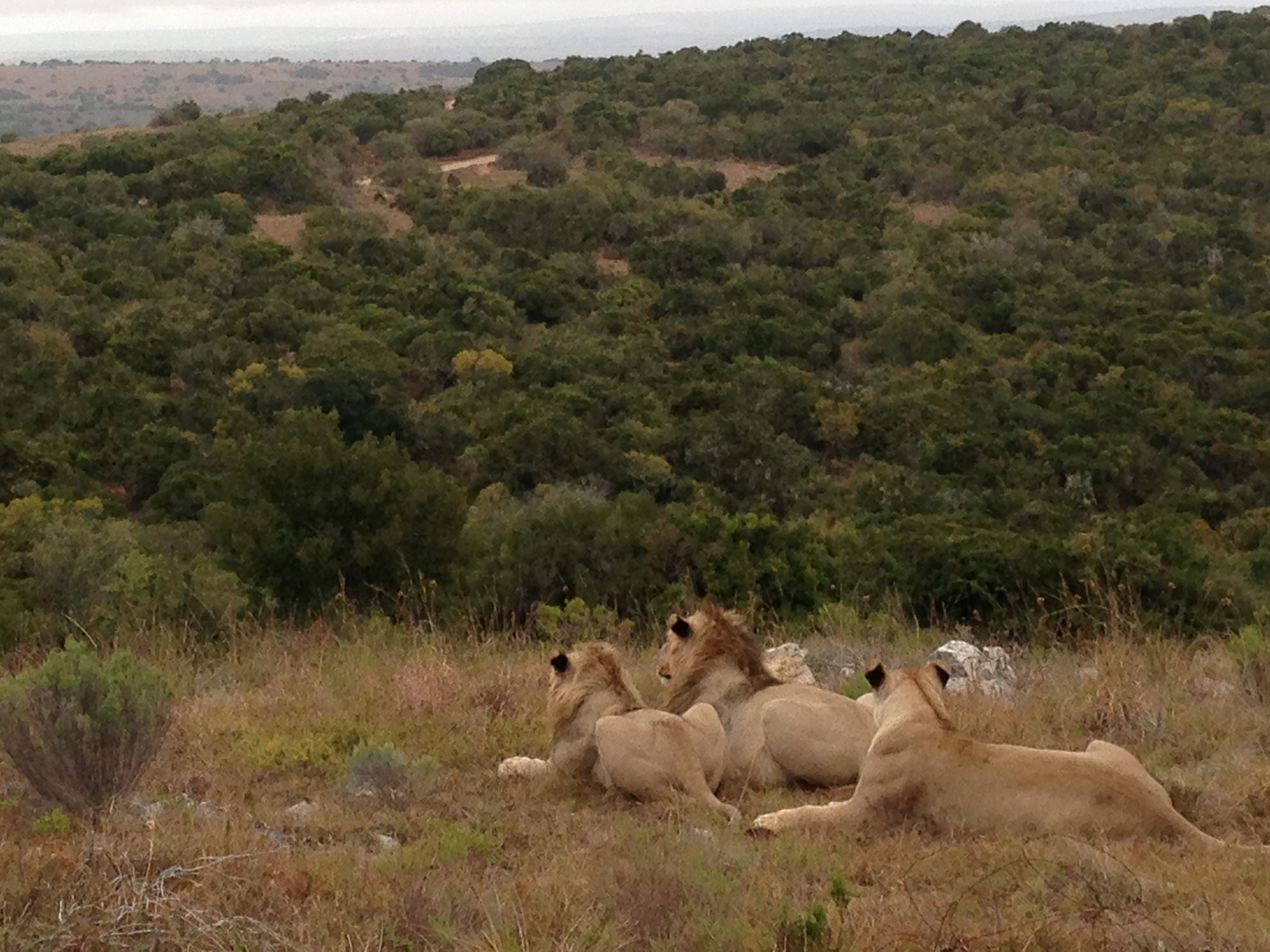 Shamwari Safari