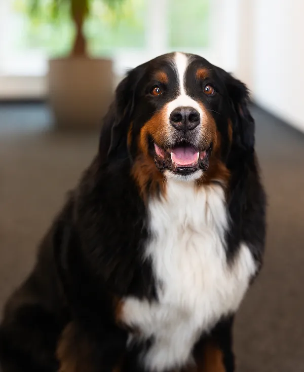 Happy Bernese Mountain Dog sitting indoors with a blurred plant in the background.