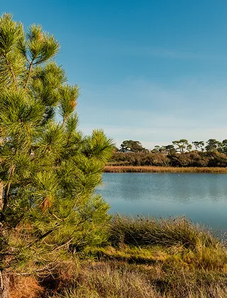 Un pin maritime au premier plan encadre un étang calme. Le paysage est composé d'herbes sèches sur les rives et d'une rangée de pins à l'horizon sous un ciel bleu dégagé
