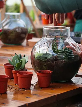 Gros plan sur un atelier de création de terrariums : une personne manipule un grand bocal en verre contenant des succulentes et de la terre. Plusieurs jeunes pousses de succulentes sont alignées dans de petits pots en argile rouge sur une table en bois