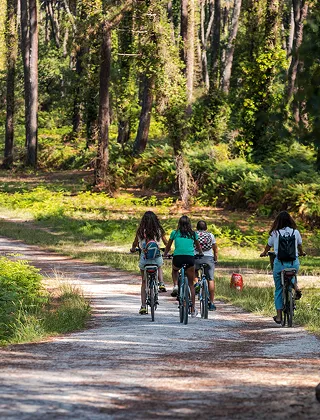 Quatre personnes à vélo roulant sur un chemin de terre à travers une forêt dense et ensoleillée. Les cyclistes s'éloignent de la caméra
