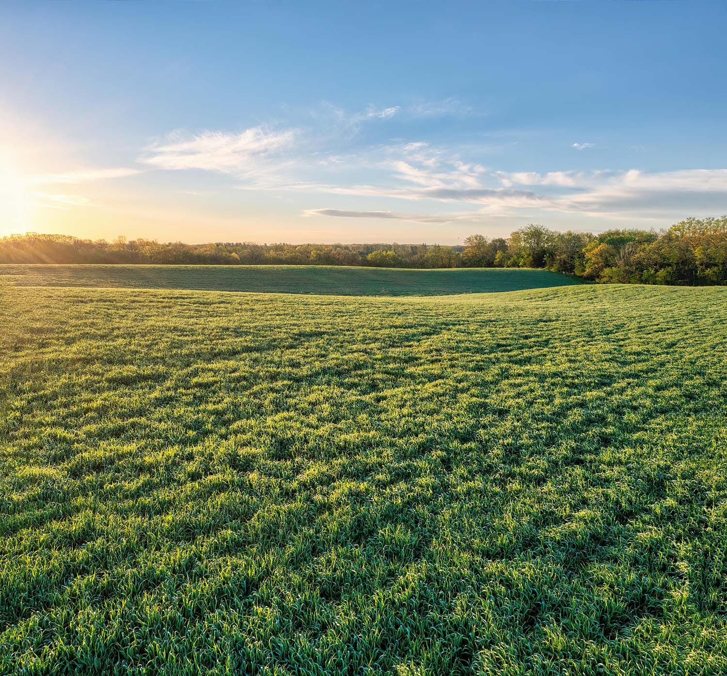 Sunlit green grassy field with a tree line under a clear blue sky during sunset.