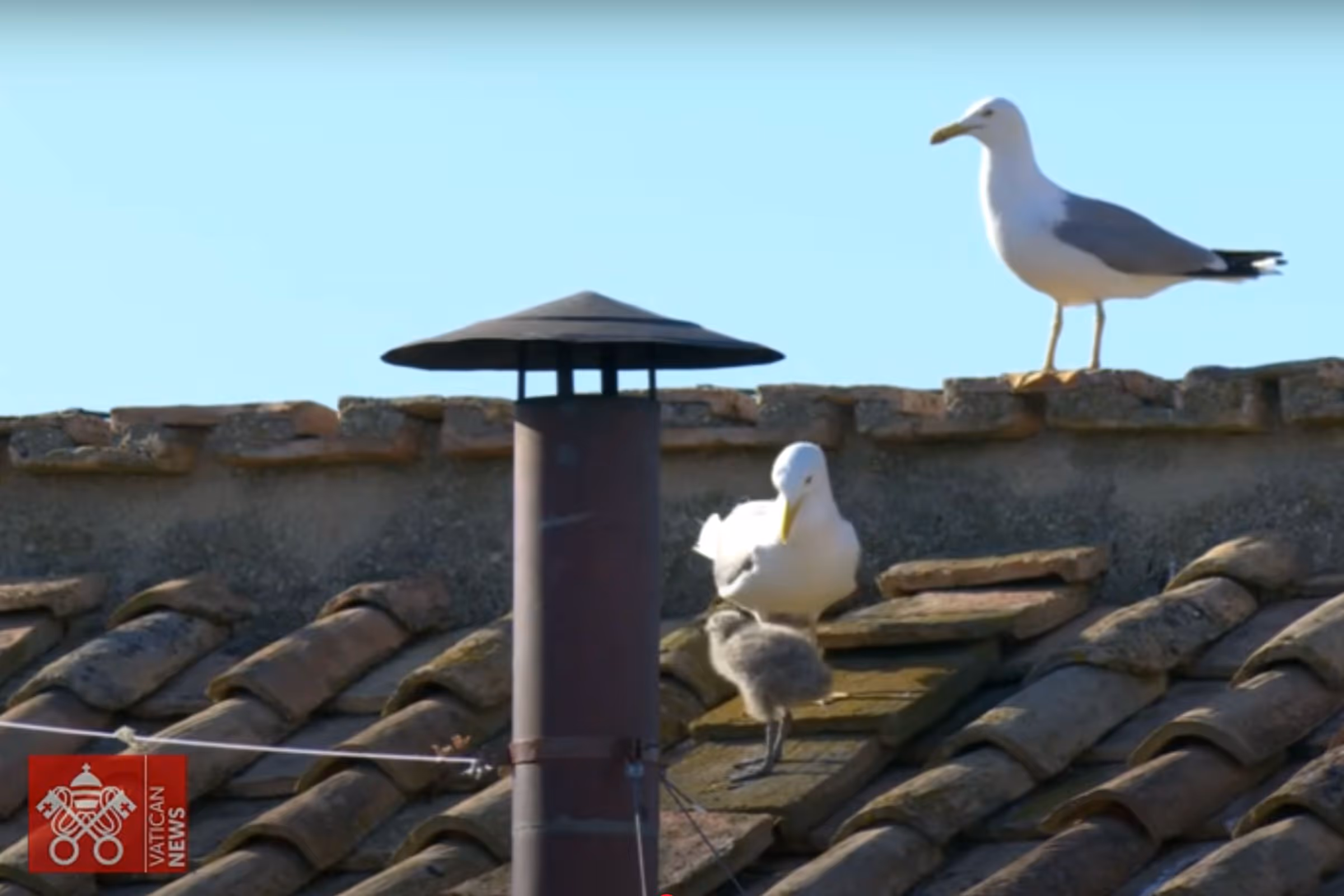 A family of seagulls in front of the chimney on the roof of the Sistine Chapel