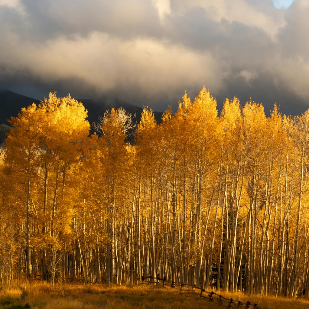 Golden aspen trees at dusk