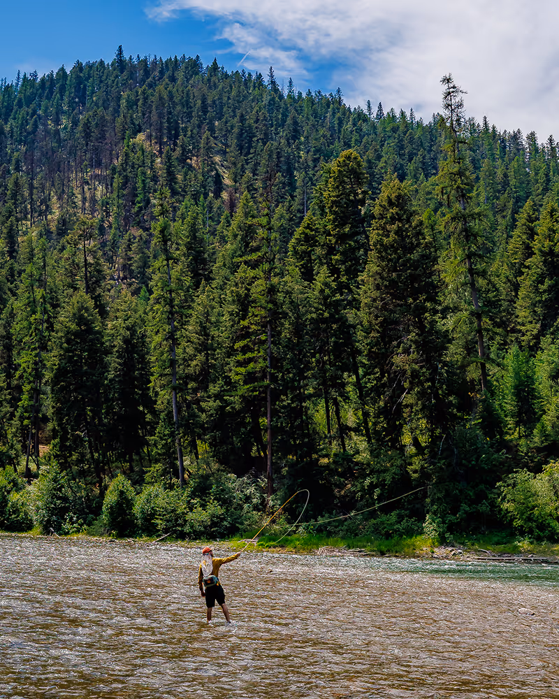 Person fly fishing in a shallow river with a dense forest and blue sky in the background.