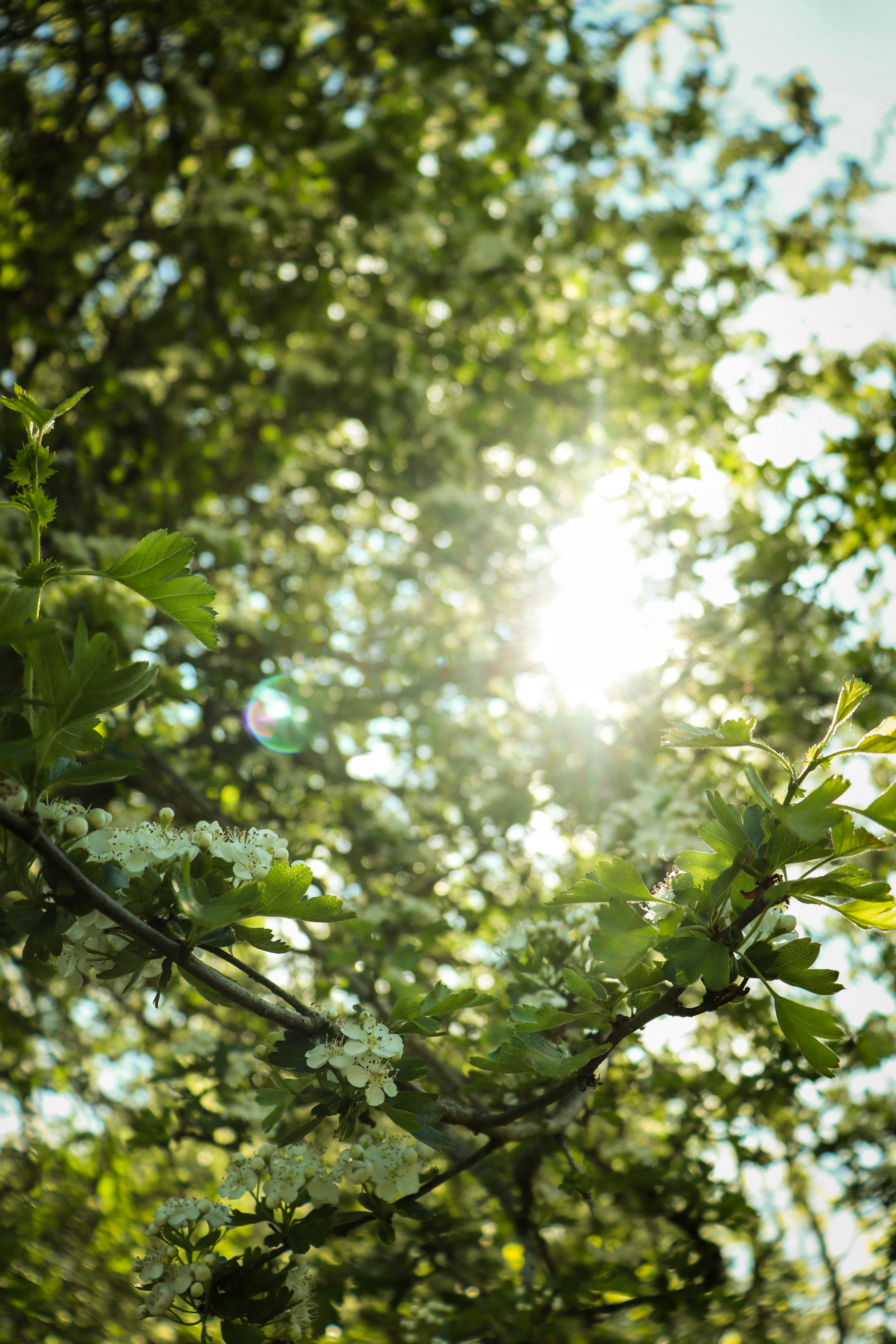 Sunlight shining through green leaves and white blossoms on tree branches.