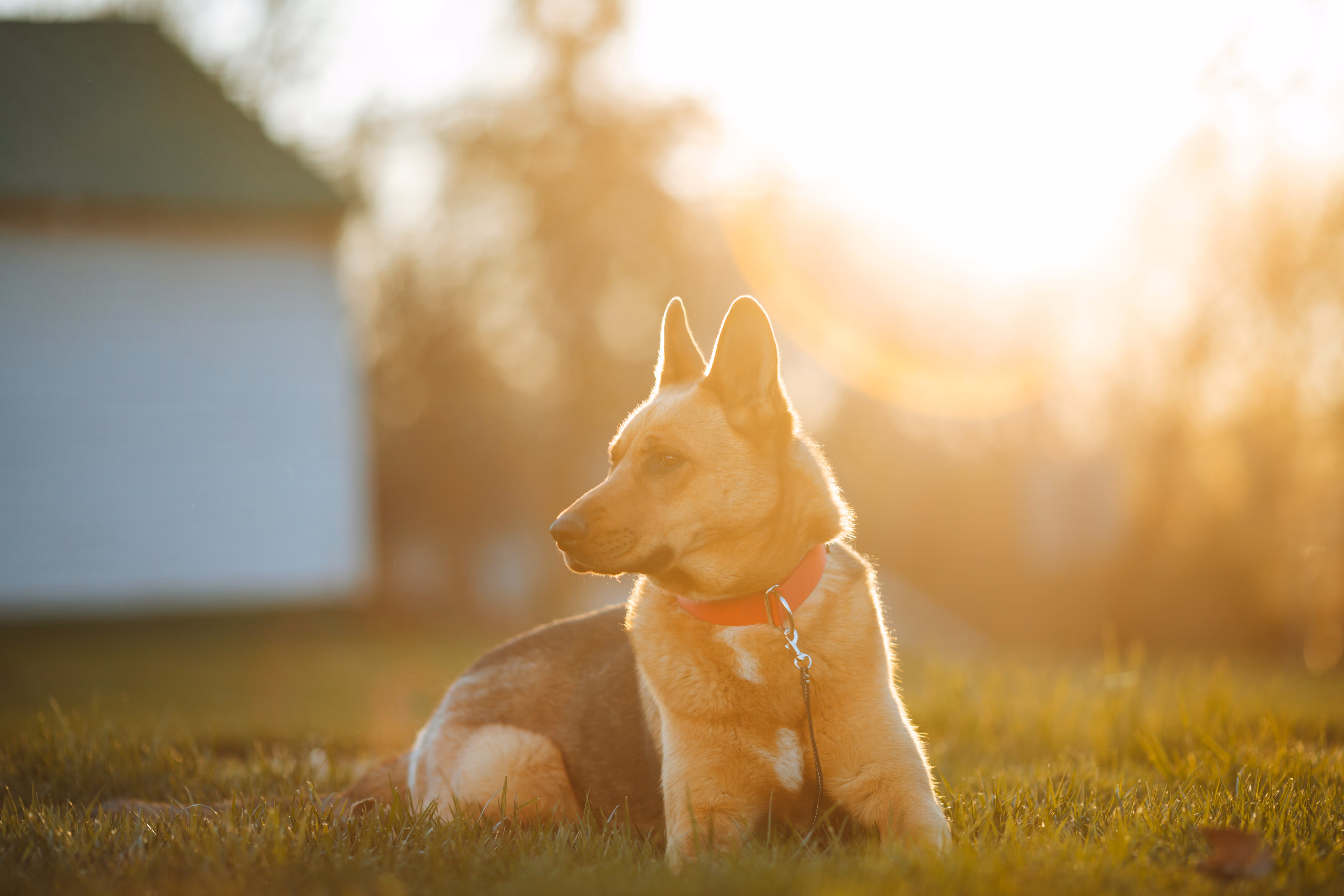 German Shepherd dog lying on grass with a red collar, looking to the left in warm sunlight.
