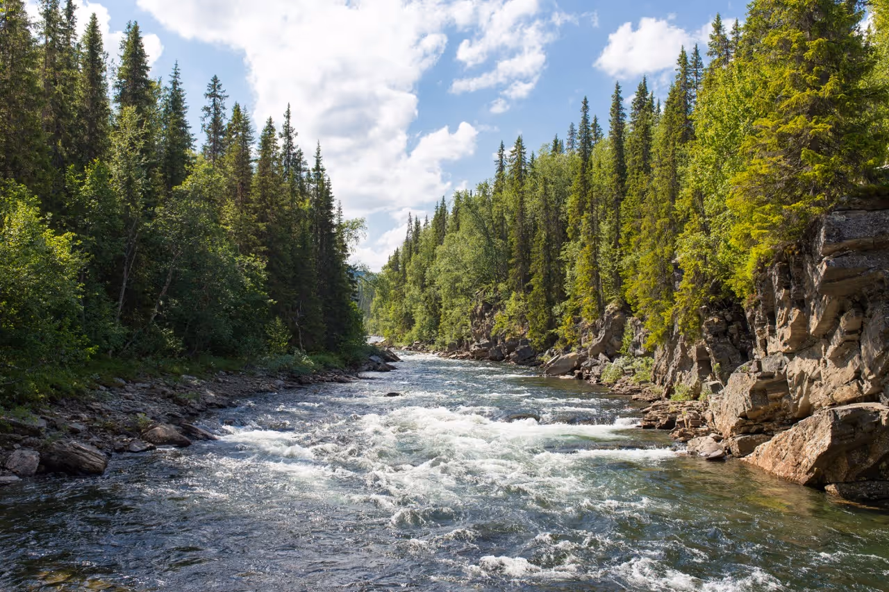 Clear river flowing through a dense pine forest under a partly cloudy sky.