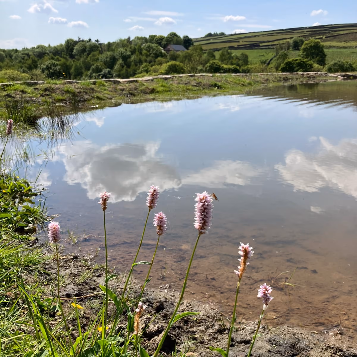 Wildflowers grow by a calm pond reflecting clouds, with trees and hills in the background.