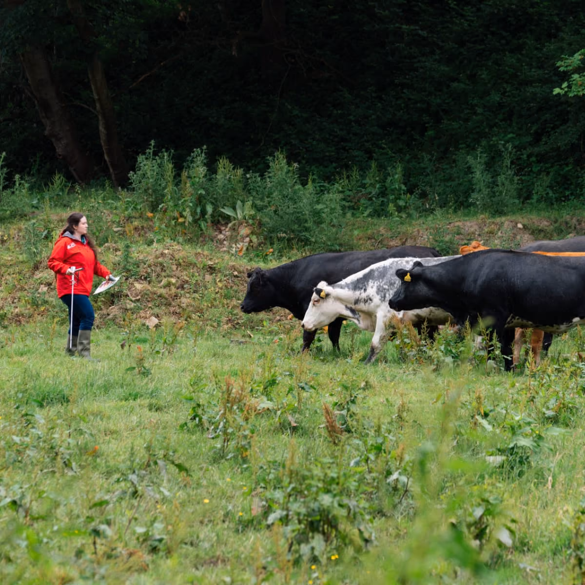 Person in red jacket holding a paper and stick walking near cows in a grassy field.