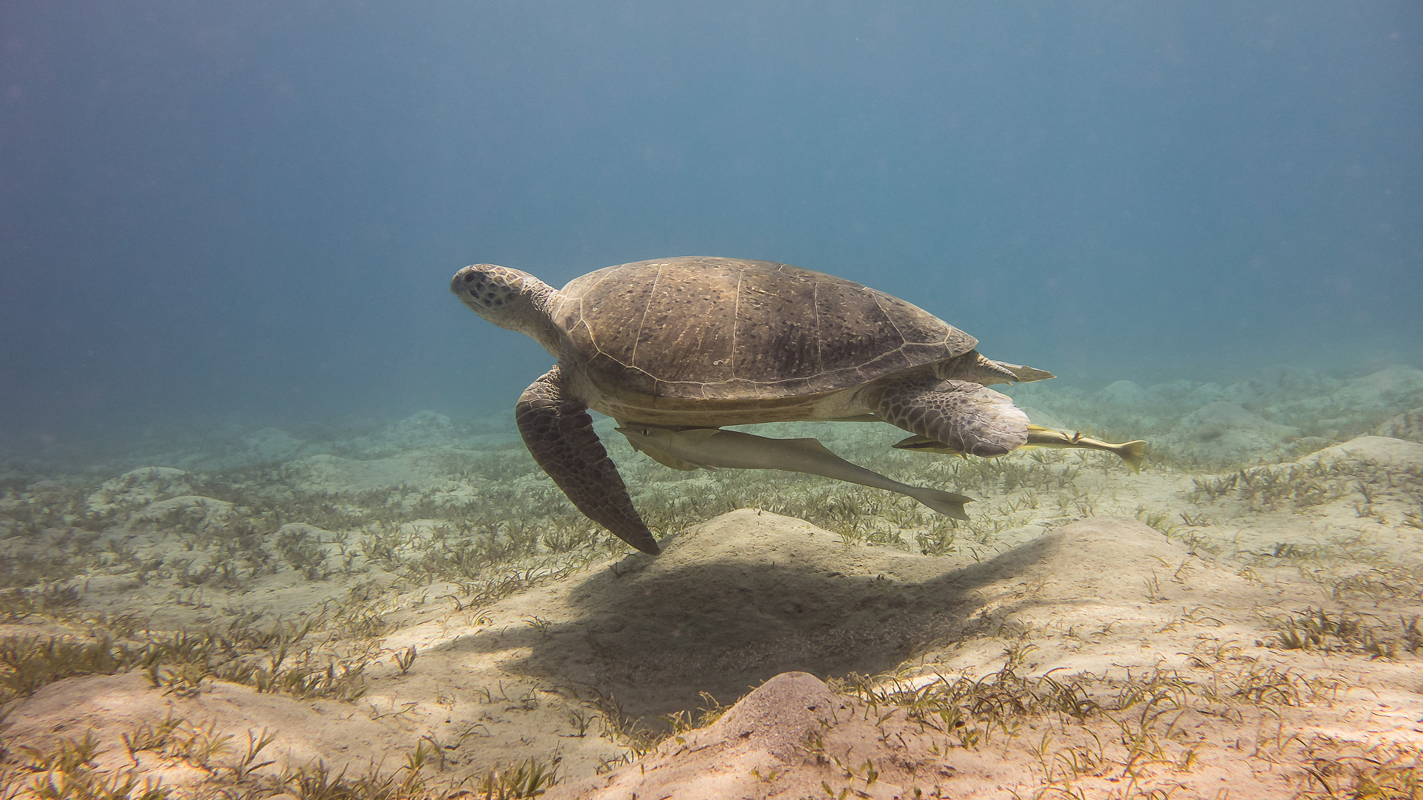 Green sea turtle feeding close to the surface in shallow water