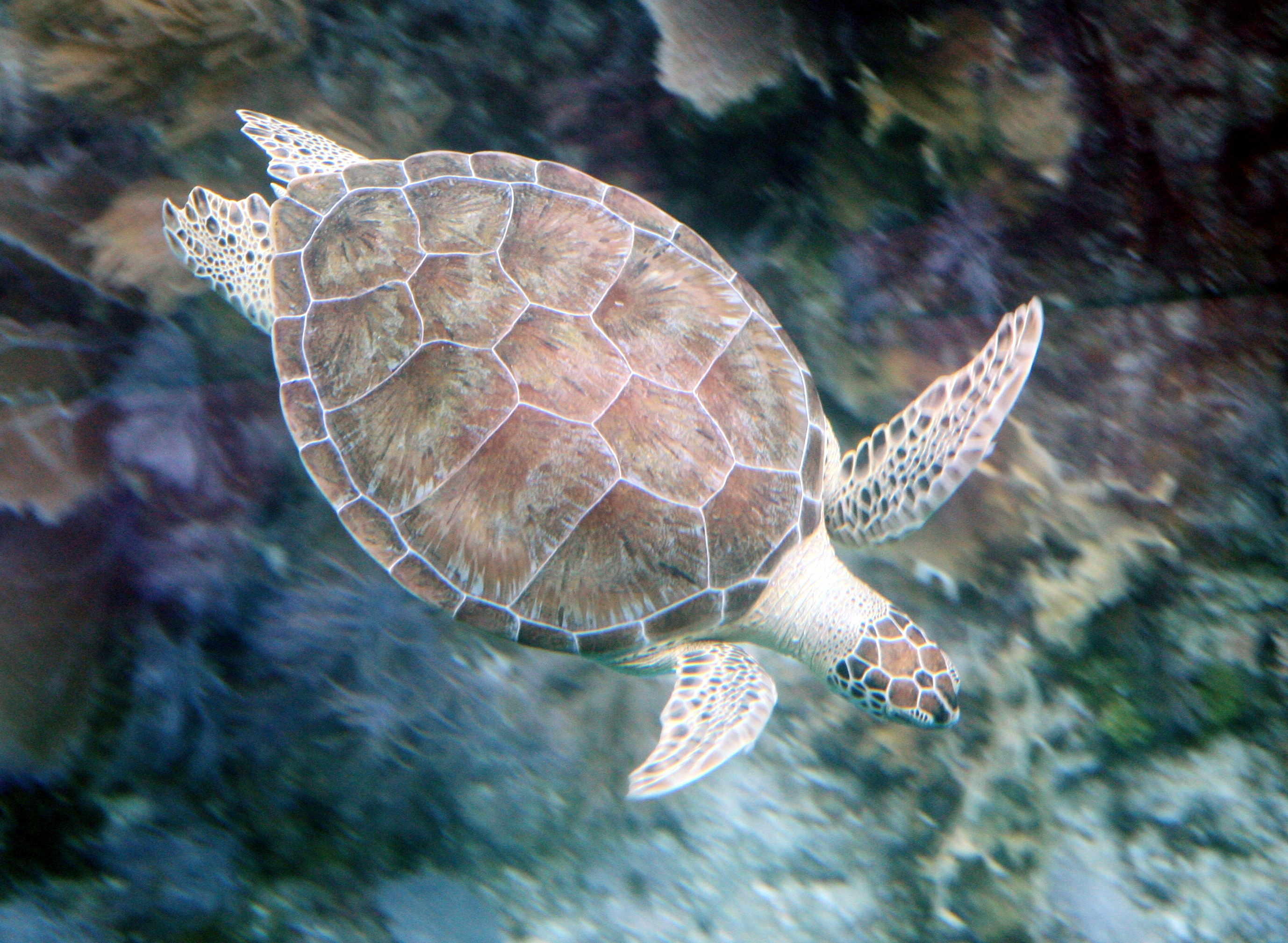 Adult green sea turtle swimming in shallow, clear Caribbean water