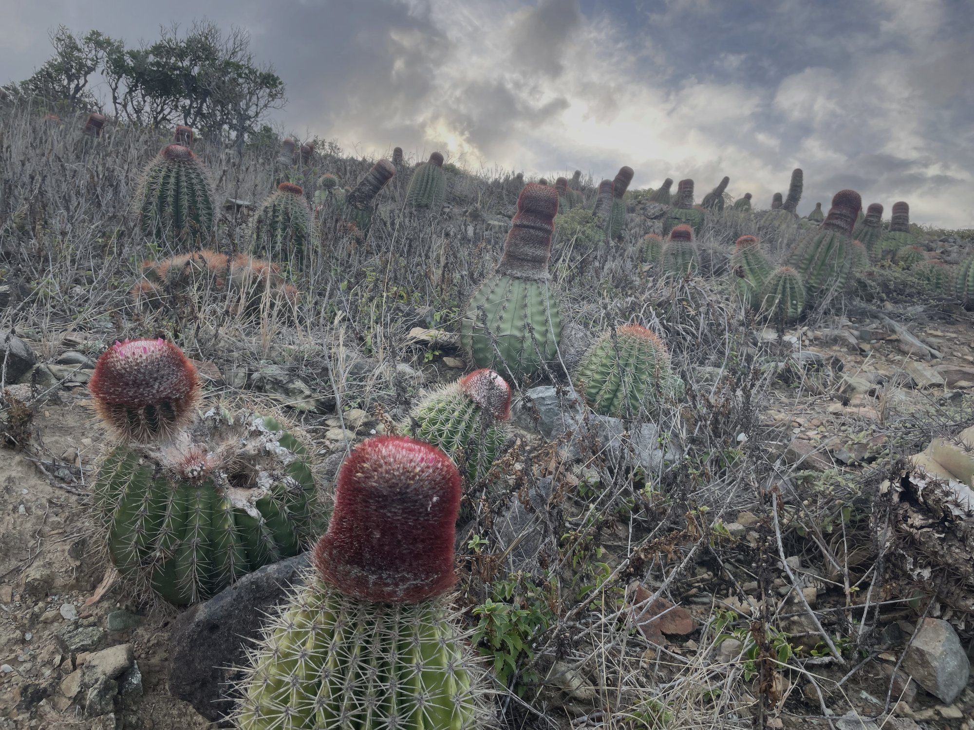 Barrel cacti on the dry hillside above the Ram Head trail on St. John