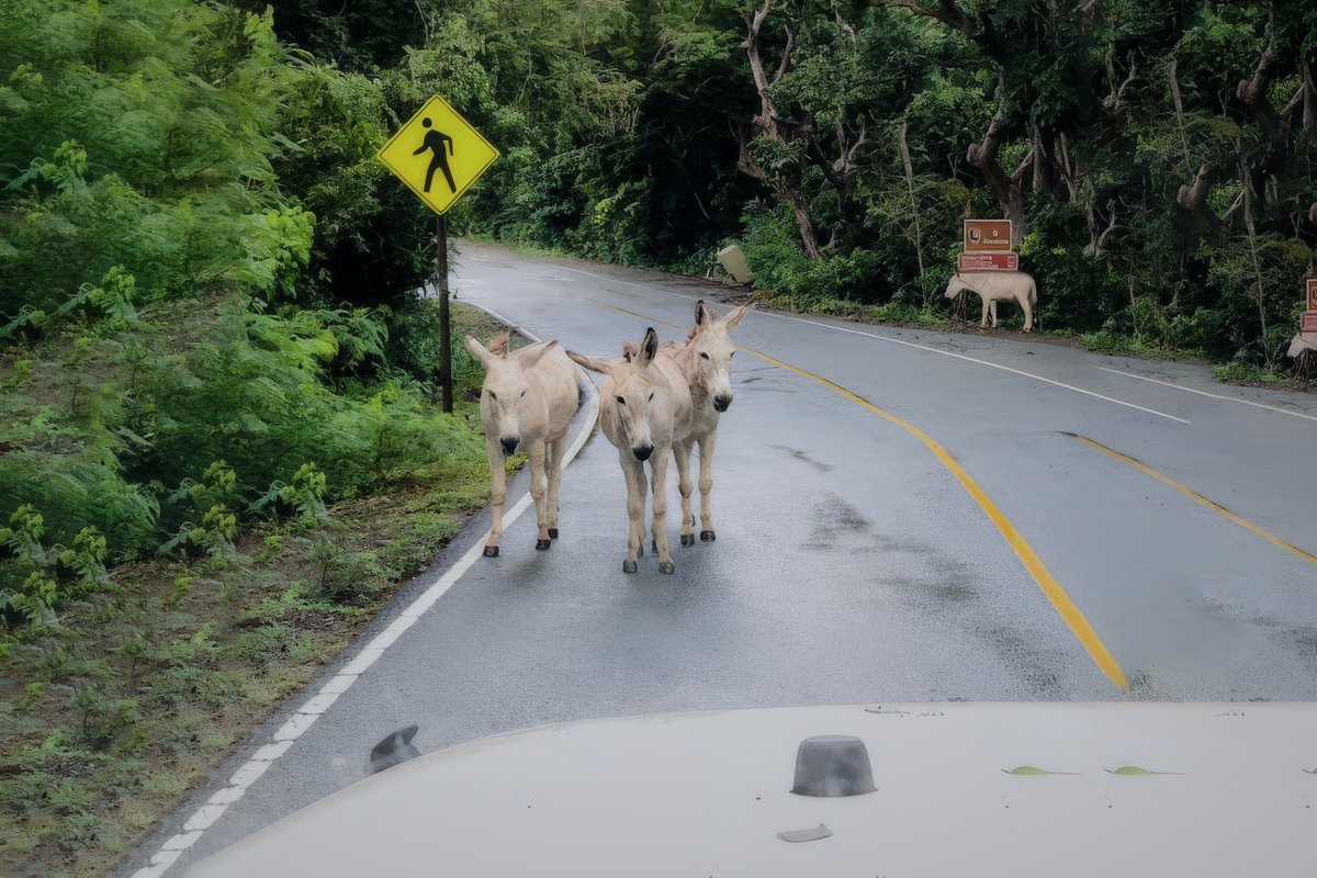 Three feral donkeys on wet North Shore Road through lush tropical vegetation, St. John USVI