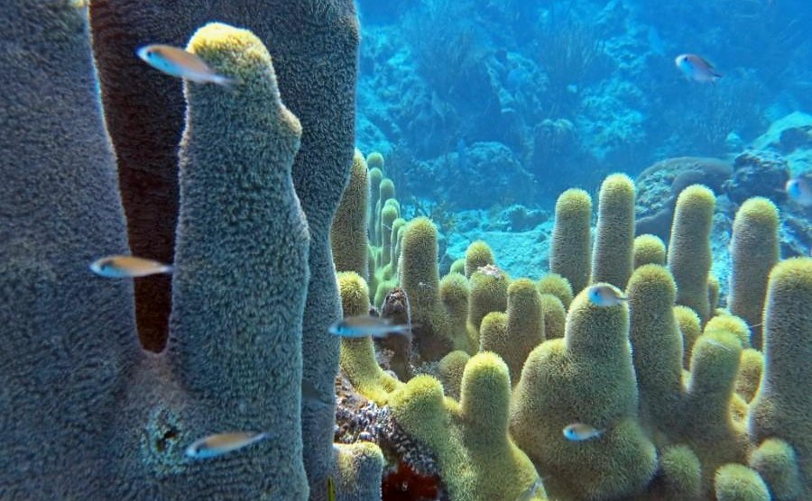 Pillar coral columns with reef fish at a St. John north shore reef