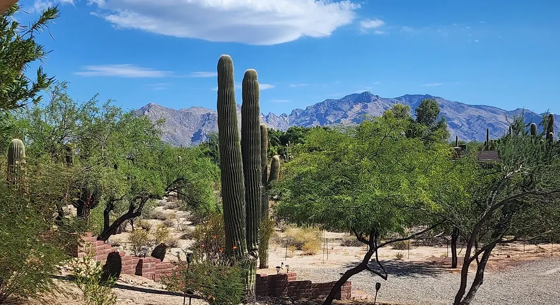 Desert landscape with tall saguaros, green trees, and mountains under a bright blue sky.