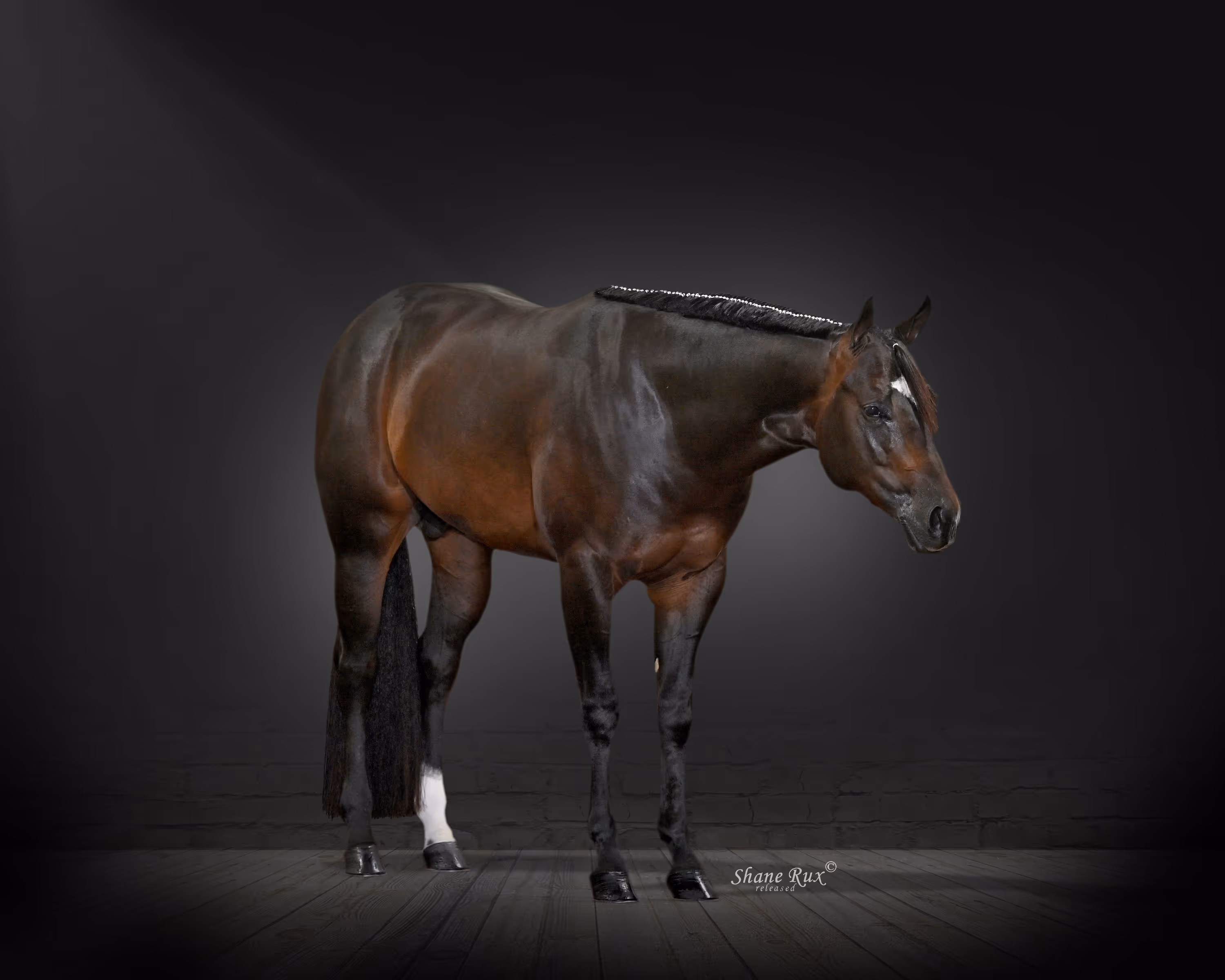 photo of the horse If Only Ever