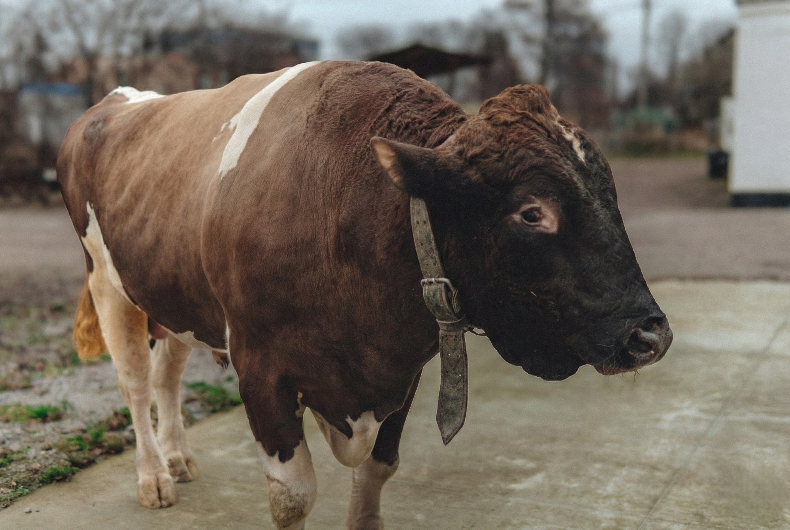 Ребрендинг Полтаваплемсервіс: новий сайт та модернізація роботи з клієнтами