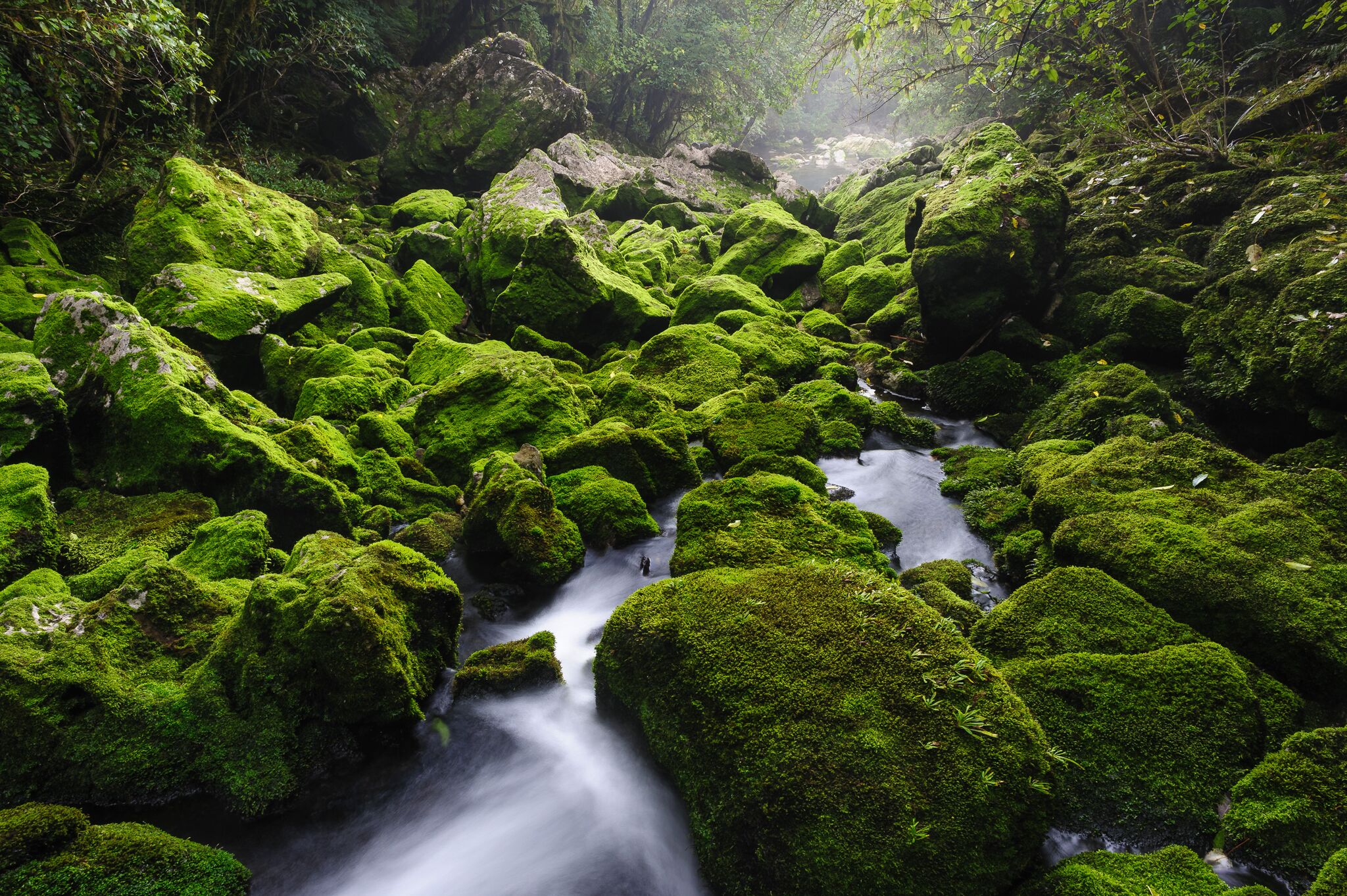 Small stream flowing through moss-covered rocks in a lush, green forest.